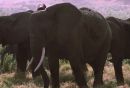 Herd of Elephants